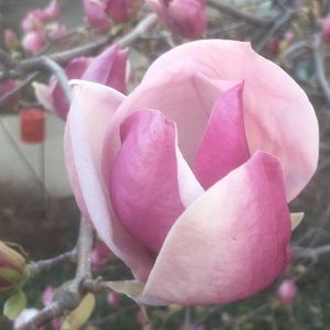 Meet your Posher, Steven